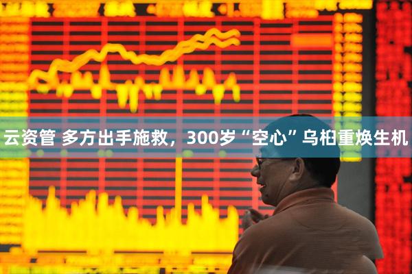云资管 多方出手施救,300岁“空心”乌桕重焕生机